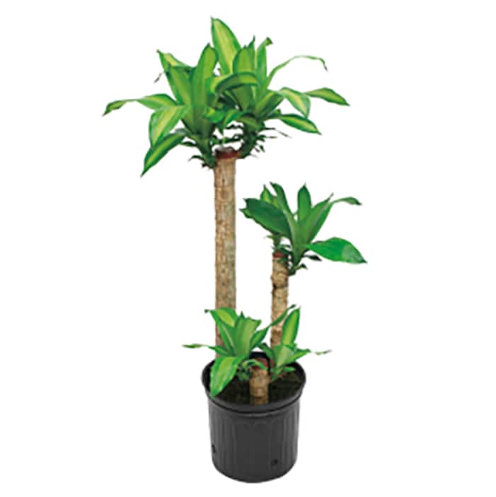 Indoor Plants - The Home Depot